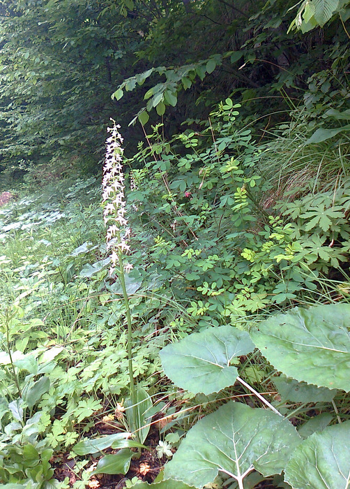 Platanthera bifolia var. gigantea